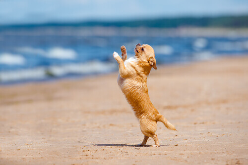 Você já ouviu falar na Dogdancing?