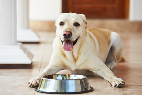 4 erros comuns na hora de alimentar um cão