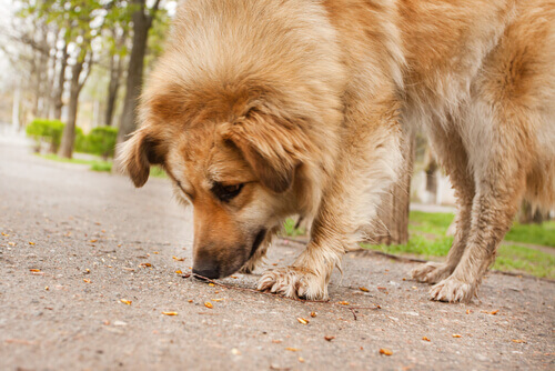 Meu cão come coisas na rua, como eu evito isso?