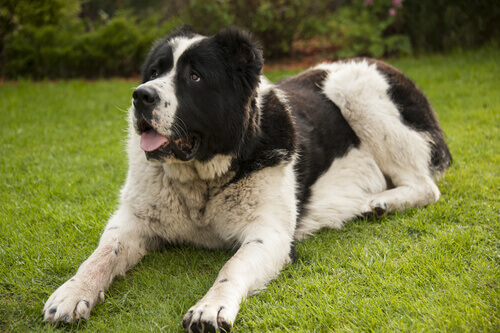 A filariose ou verme do coração