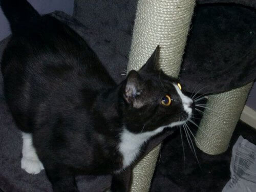 Uma gata desaparecida em Londres aparece em Paris 8 anos depois