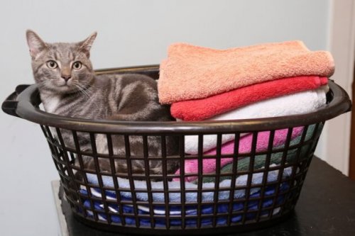 Um gato que sobreviveu à temperatura de 60 graus na máquina de lavar roupa