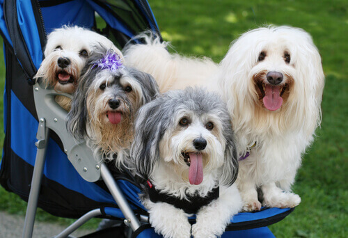 3 perigos de humanizar um cão