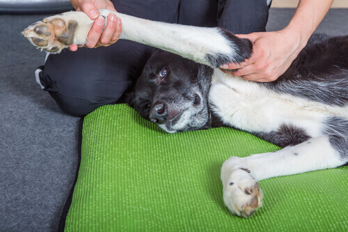 Benefícios das massagens para os cães