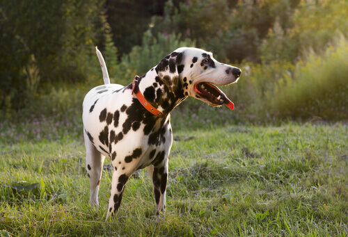 Os cães também abanam o rabo quando estão tristes
