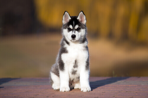 O uso do vinagre de maçã nos nossos animais de estimação