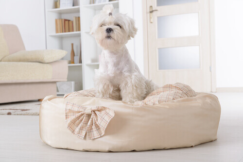 Parasitas que vivem na cama de seu cão