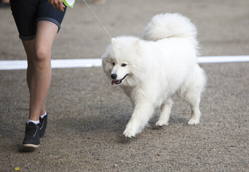 Perigos quando você sai à rua com seu cão