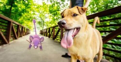 Como o jogo Pokémon Go salvou a vida de um cão idoso?