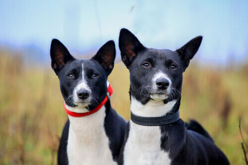 Como proteger os ouvidos do seu cachorro durante o verão?