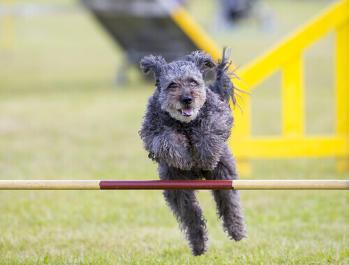pumi-nova-raca-de-cachorro-2