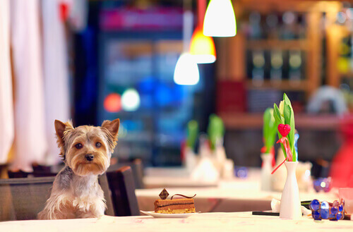Restaurantes onde cães podem comer sozinhos