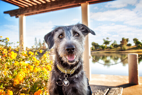 Como se divertir com seu cão no verão?