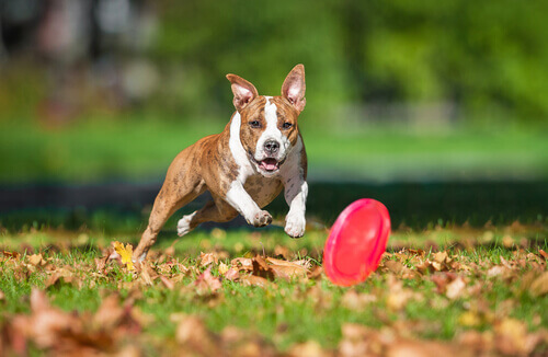 Como escolher um brinquedo para o seu cachorro?