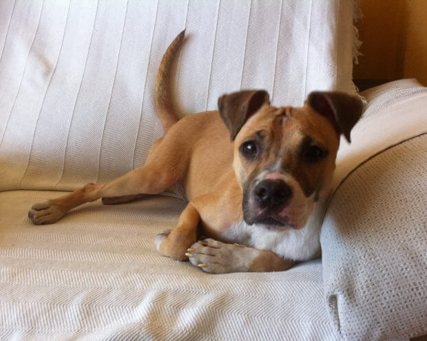 Kooki, a cachorra que ninguém queria ver, tem uma nova oportunidade