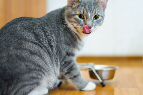 Por esta razão os alimentos para gatos não devem ser frutas e verduras