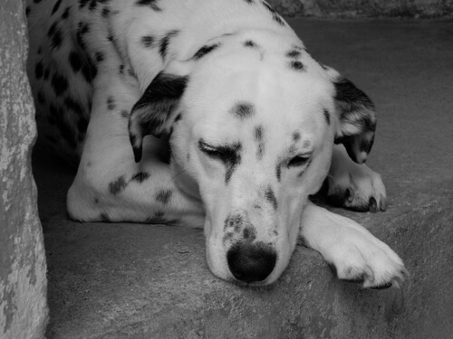 Aprenda a detectar a anemia em um cão