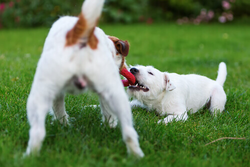 5 ações que fazem seu cão feliz