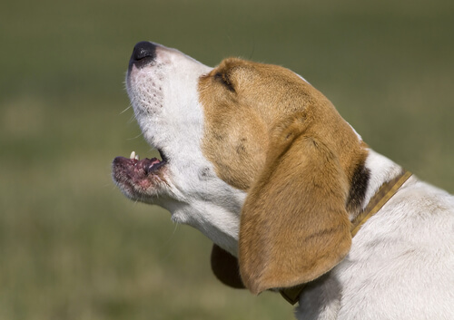 beagle-latindo
