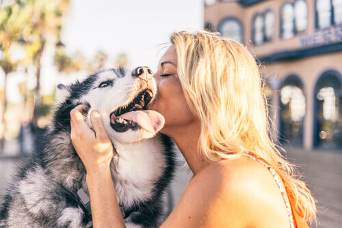 Por que beijar o seu cachorro não é a melhor ideia?