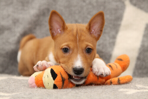 Os cães necessitam de Prozac?