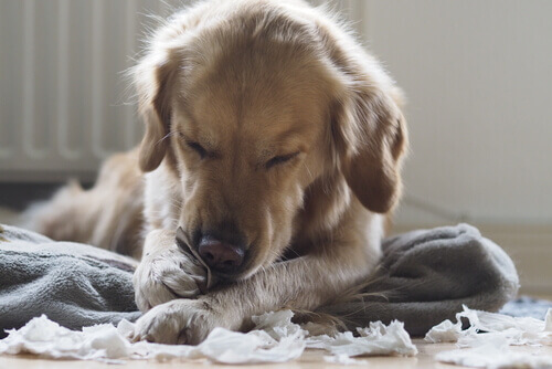 4 conselhos para seu cão não morder os móveis