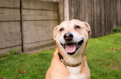 O sorriso dos cães se reflete em todo o seu rosto