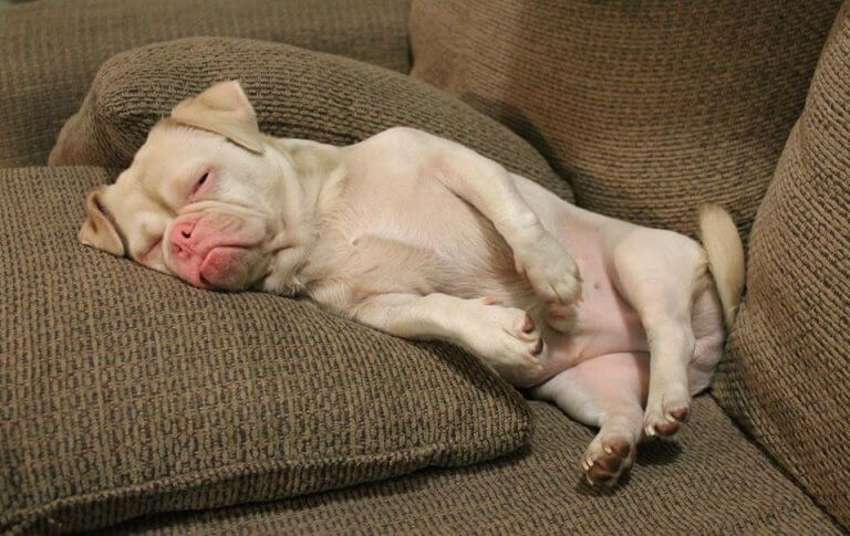 cao-sofria-rejeicao-2