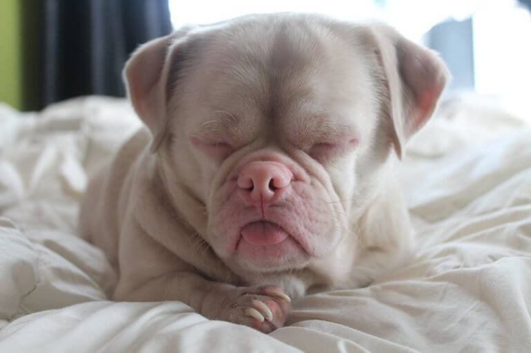 cao-sofria-rejeicao-3