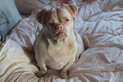 Cão sofria rejeição por todos por ter cara de mal-humorado