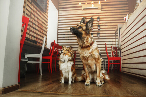 Um lugar onde tomar um café, conversar com os amigos e adotar um cão