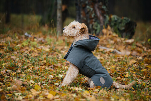 Saiba como fazer um casaco impermeável para seu cão