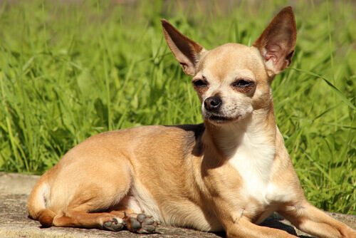 Chihuahua - Chihuahuas Photo (13516803) - Fanpop