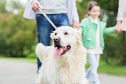 10 coisas que seu cão faz por você
