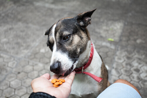 Como os cães digerem os alimentos?