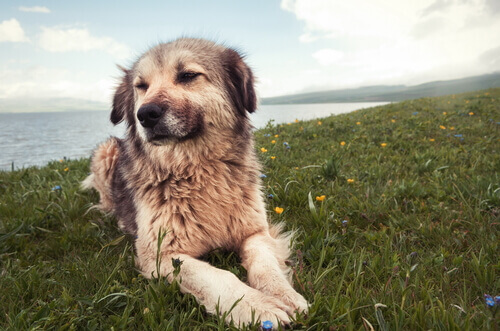 7 causas de problemas de comportamento em cães