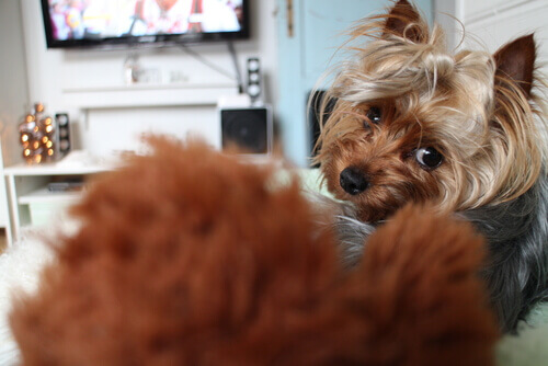 Sabia que os cães também assistem televisão?