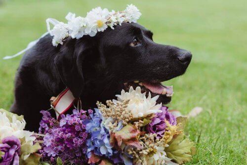 Um cão com tumor cerebral morre depois de assistir ao casamento de sua dona