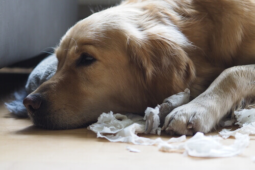 5 conselhos para que o seu cachorro não destrua as coisas