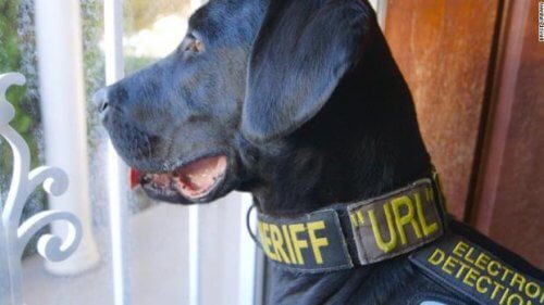 URL, o cão policial que descobre os arquivos pornô