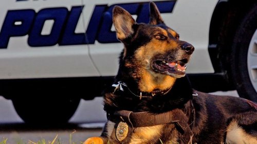 Um cão policial se aposenta