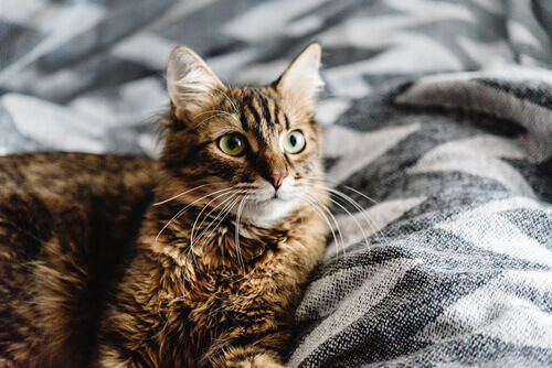 Posso dormir com o gato?