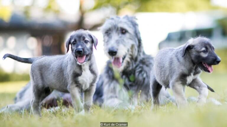 gemeos-identicos-de-caes-3