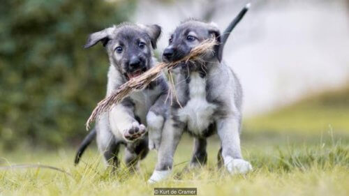 Conheça os primeiros gêmeos idênticos de cão