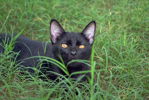 O gato Bombaim, uma pantera no lar