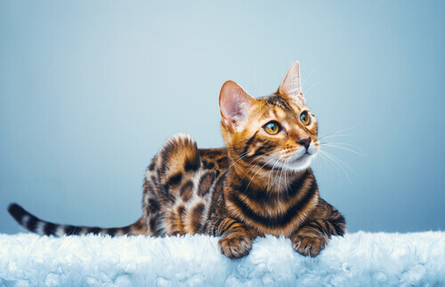 Gato Bengal, um leopardo em miniatura em casa