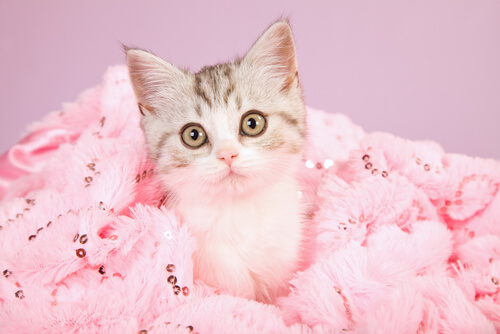 gato-rosa