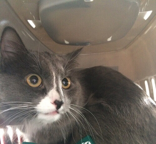 Um gato russo cobra "salário" de 520 dólares por mês