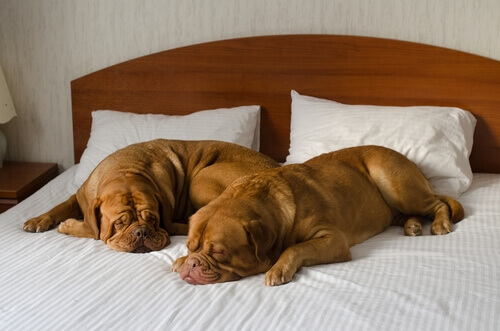 Como escolher um bom hotel para cães?