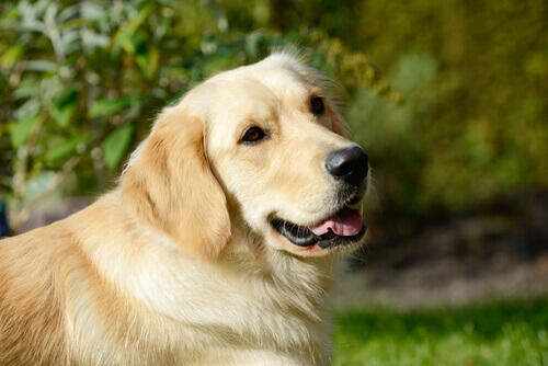Por que nunca se pode dar maconha ao seu cão?